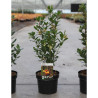 ARBUTUS unedo ROSELILY En pot de 4-5 litres