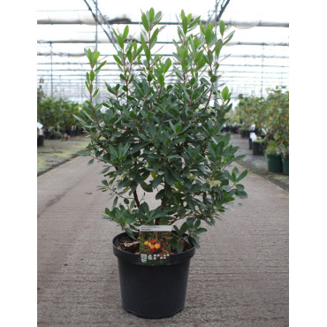 ARBUTUS unedo ROSELILY En pot de 10-12 litres