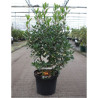 ARBUTUS unedo ROSELILY En pot de 10-12 litres