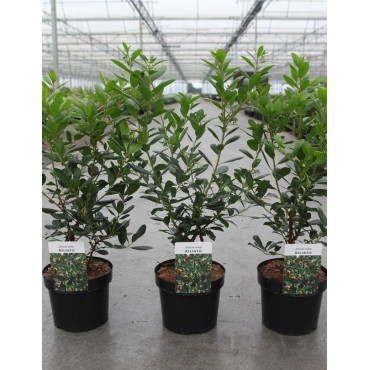 ARBUTUS unedo ATLANTIC En pot de 4-5 litres