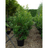 ARBUTUS unedo En pot de 35-50 litres