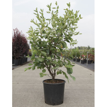 AMELANCHIER LAMARCKII En pot de 15-20 litres