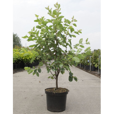 AMELANCHIER LAMARCKII En pot de 10-12 litres