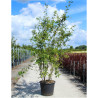 AMELANCHIER LAMARCKII En pot de 70-90 litres