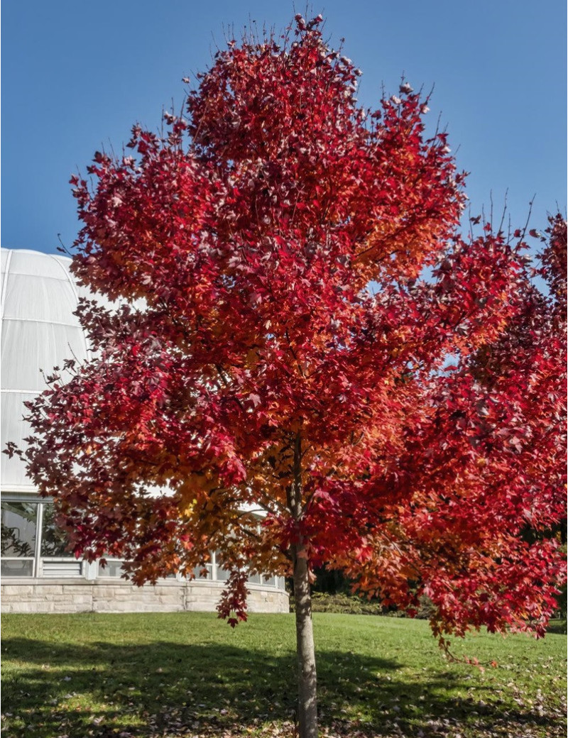 ACER rubrum REDPOINTE