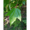 ACER rubrum REDPOINTE