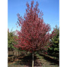 ACER rubrum REDPOINTE