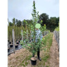 ACER rubrum REDPOINTE En pot de 15-20 litres forme baliveau