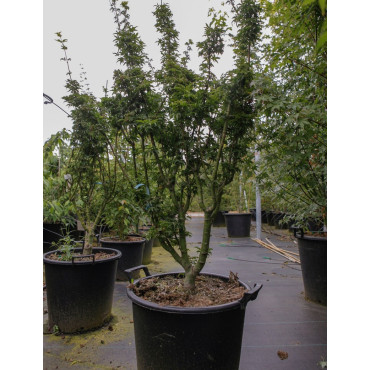 ACER palmatum SHISHIGASHIRA En pot de 25-30 litres