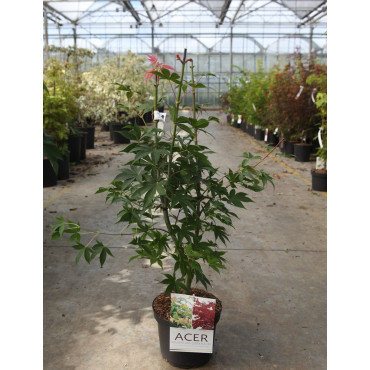 ACER palmatum OSAKAZUKI En pot de 4-5 litres