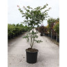 ACER palmatum OSAKAZUKI En pot de 25-30 litres