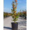 ACER palmatum ORANGE DREAM En pot de 15-20 litres