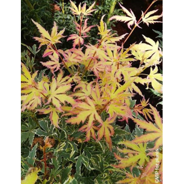 ACER palmatum METAMORPHOSA