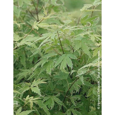 ACER palmatum METAMORPHOSA