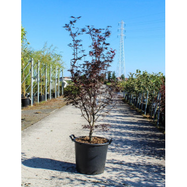 ACER palmatum FIREGLOW En pot de 35-50 litres