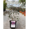 ACER palmatum DISSECTUM INABE SHIDARE En pot de 10-12 litres