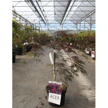 ACER palmatum DISSECTUM INABE SHIDARE En pot de 4-5 litres