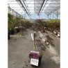 ACER palmatum DISSECTUM INABE SHIDARE En pot de 4-5 litres