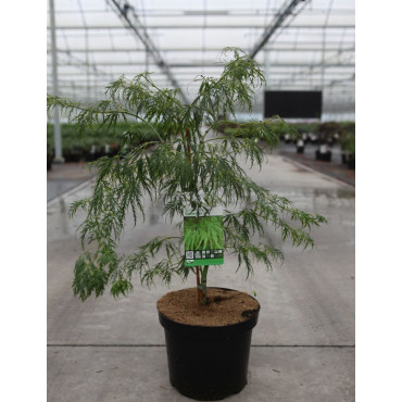 ACER palmatum DISSECTUM En pot de 7-10 litres