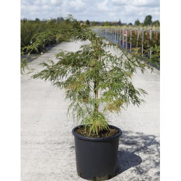 ACER palmatum DISSECTUM En pot de 15-20 litres