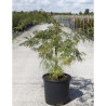 ACER palmatum DISSECTUM En pot de 15-20 litres