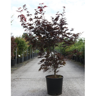 ACER palmatum BLOODGOOD En pot de 15-20 litres