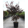 ACER palmatum BLOODGOOD En pot de 15-20 litres