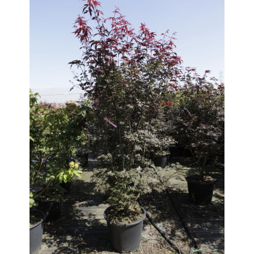 ACER palmatum BLOODGOOD En pot de 50-70 litres