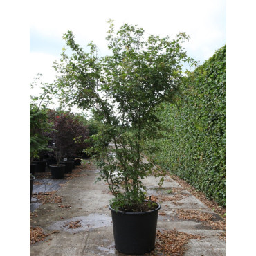 ACER palmatum En pot de 90-110 litres