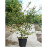 ACER palmatum En pot de 70-90 litres