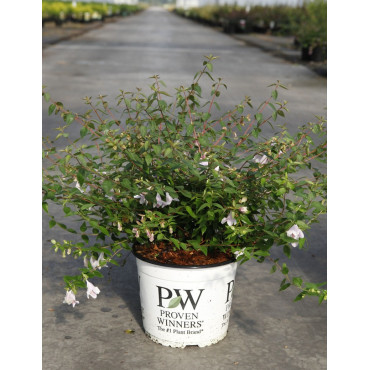 ABELIA PINKY BELLS En pot de 4-5 litres forme buisson