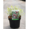 ABELIA SPARKLING SILVER En pot de 3-4 litres