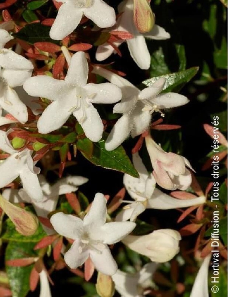 ABELIA grandiflora SHERWOOD