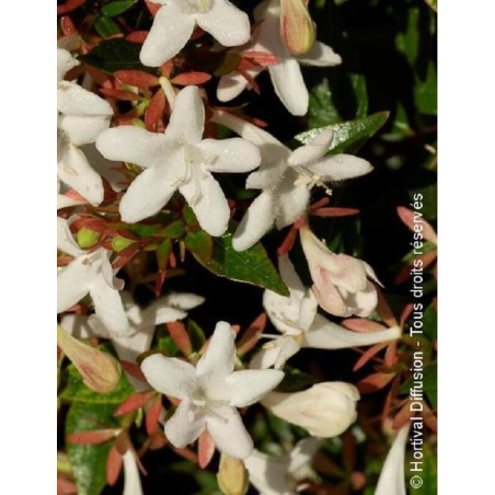 ABELIA grandiflora SHERWOOD