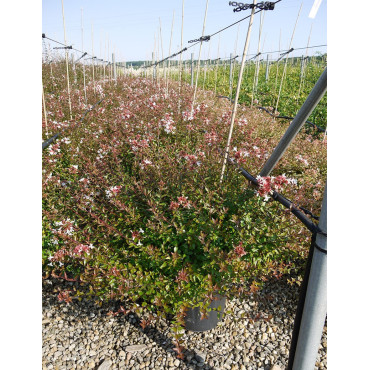 ABELIA grandiflora SHERWOOD En pot de 15-20 litres