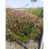 ABELIA grandiflora SHERWOOD En pot de 15-20 litres