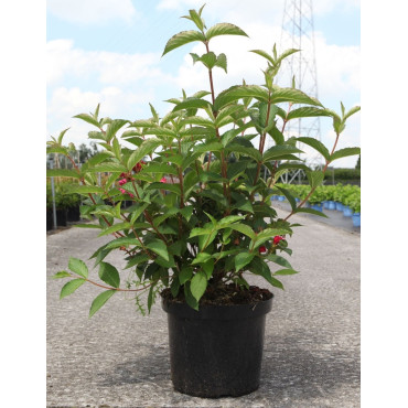 WEIGELA RED PRINCE En pot de 10-12 litres