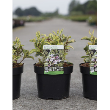 WEIGELA florida MAGICAL RAINBOW En pot de 3-4 litres