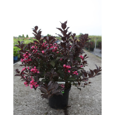 WEIGELA florida ALEXANDRA En pot de 10-12 litres