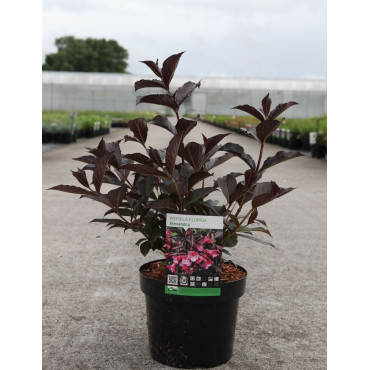 WEIGELA florida ALEXANDRA En pot de 3-4 litres