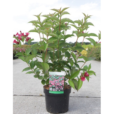 WEIGELA BRISTOL RUBY En pot de 4-5 litres