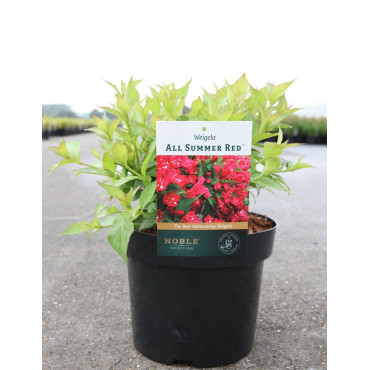 WEIGELA ALL SUMMER RED En pot de 3-4 litres