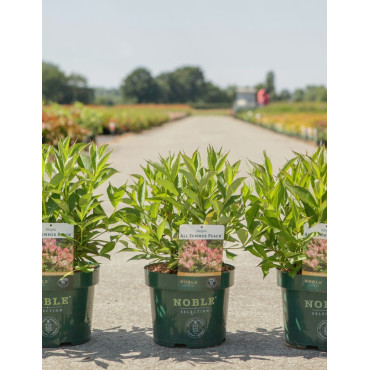 WEIGELA ALL SUMMER PEACH En pot de 3-4 litres