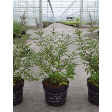 VITEX agnus-castus BLUE PUFFBALL En pot de 4-5 litres