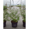 VITEX agnus-castus BLUE PUFFBALL En pot de 4-5 litres