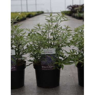 VITEX agnus-castus BLUE DELTA BLUES En pot de 3-4 litres