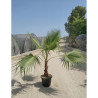 WASHINGTONIA robusta