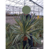 YUCCA gloriosa VARIEGATA En pot de 15-20 litres