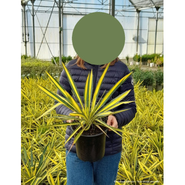 YUCCA gloriosa VARIEGATA En pot de 4-5 litres