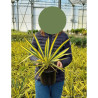 YUCCA gloriosa VARIEGATA En pot de 4-5 litres